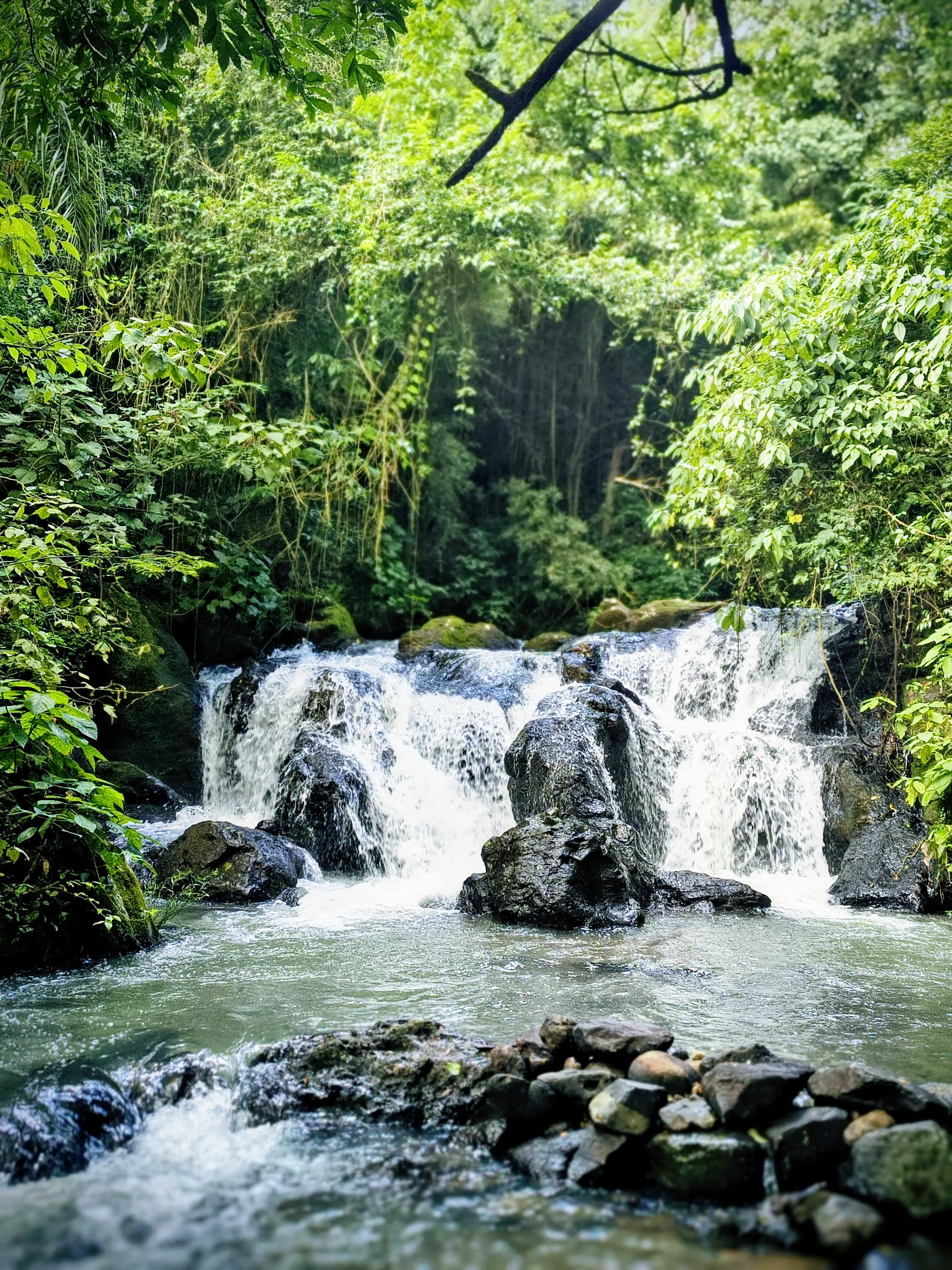 Pequena cachoeira cercada por vegetação densa em uma floresta tropical.