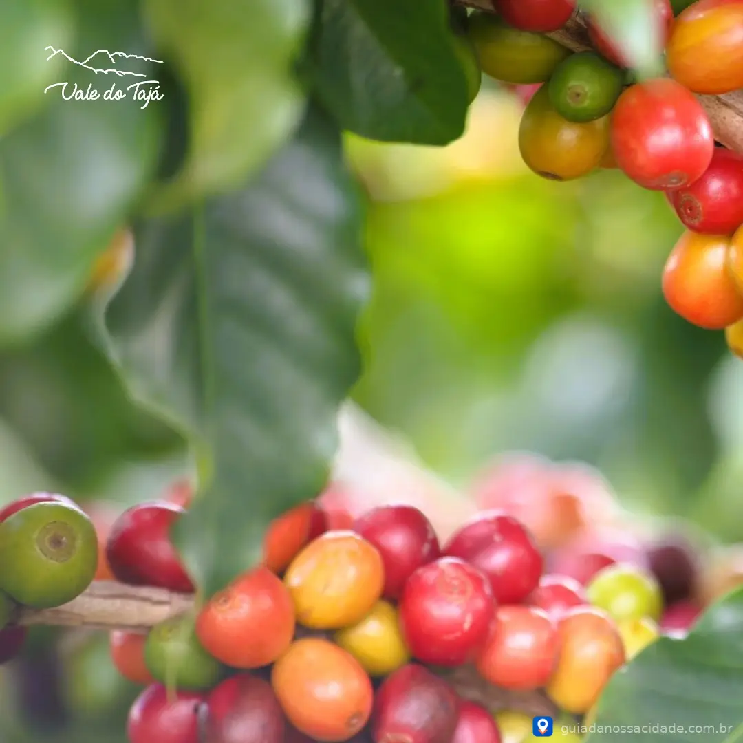 Fazenda Vale do Tajá - Imagem 3