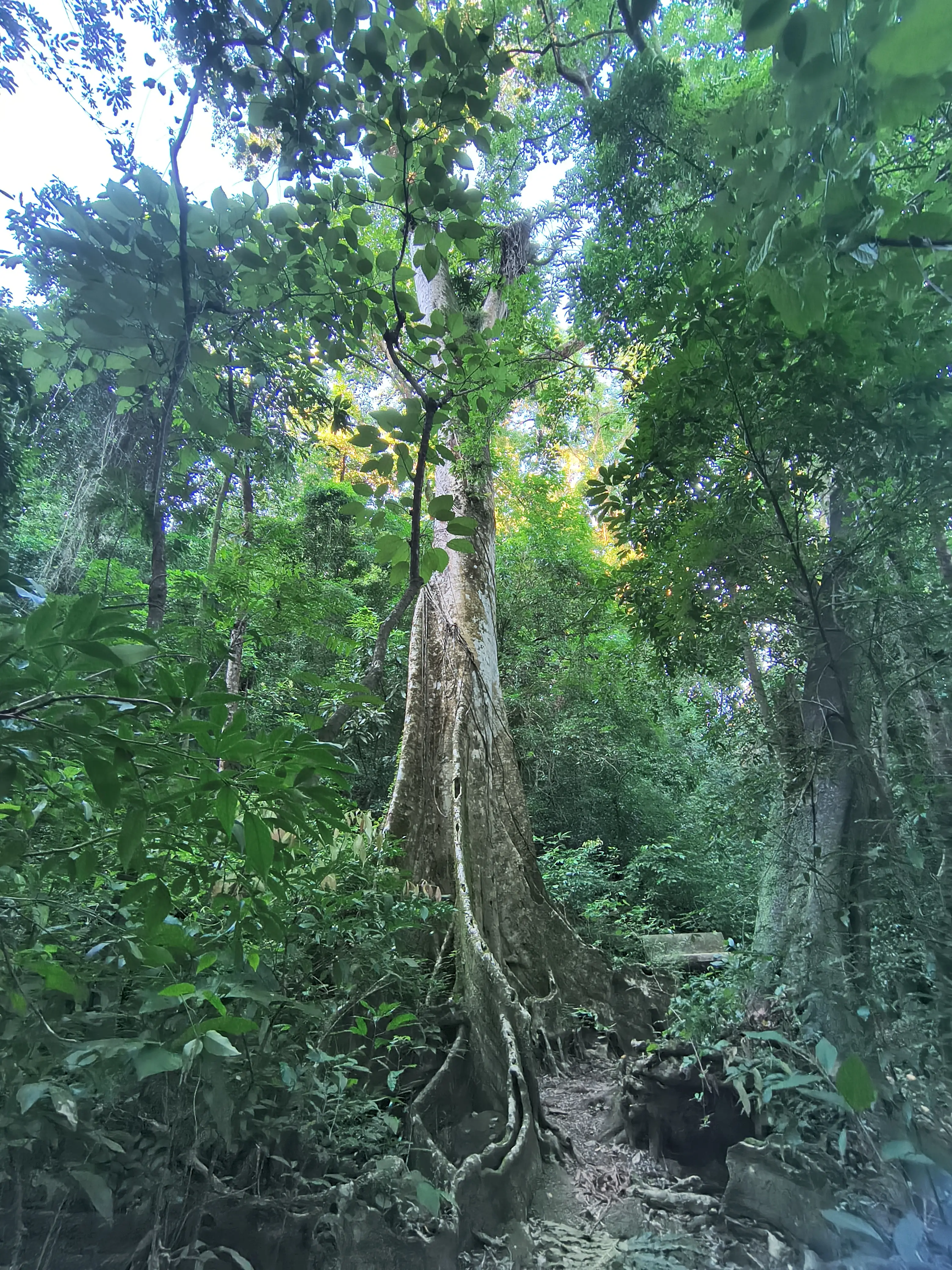 Tronco de árvore grande em floresta densa com vegetação verde ao redor.