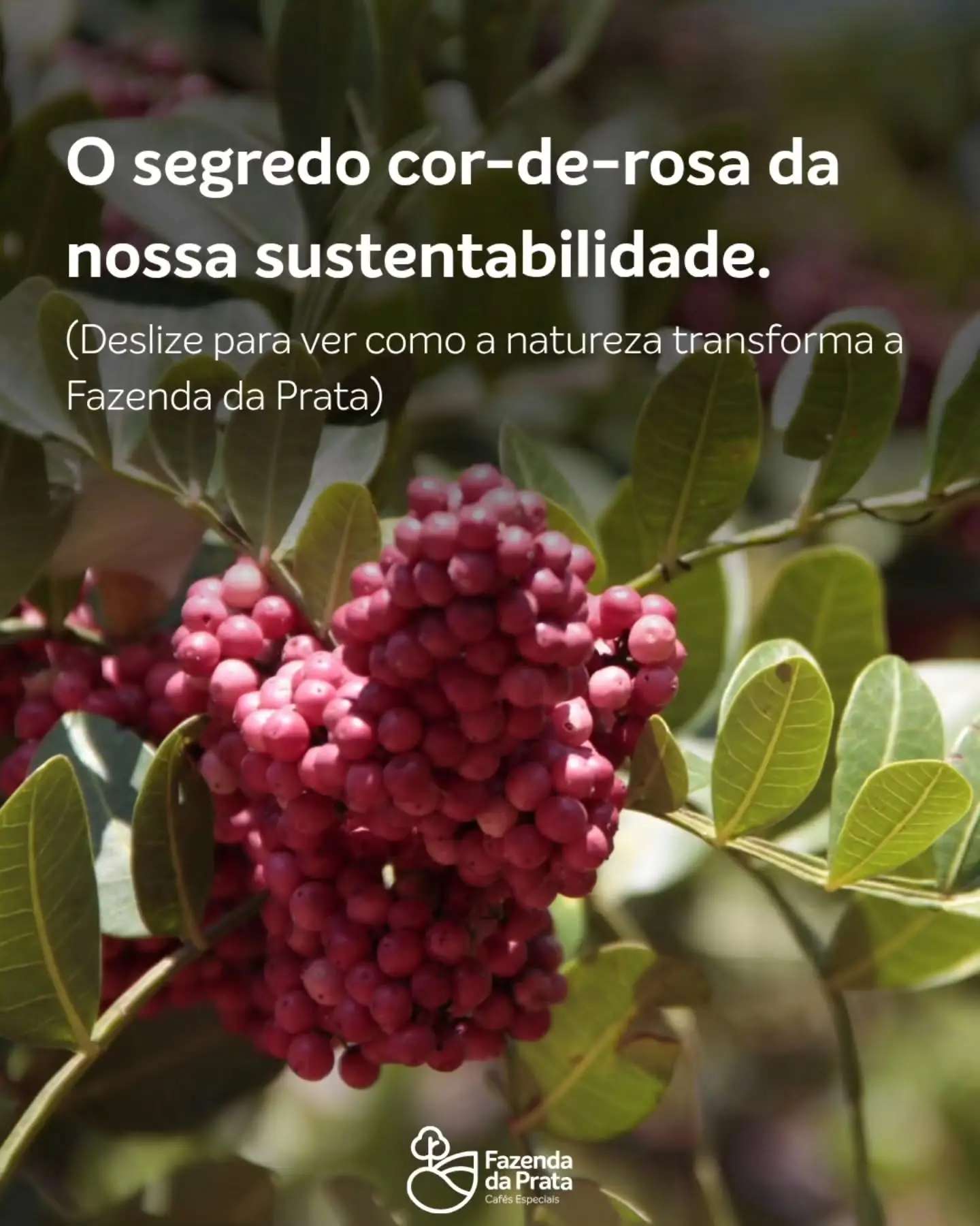 Sustentabilidade na Fazenda da Prata