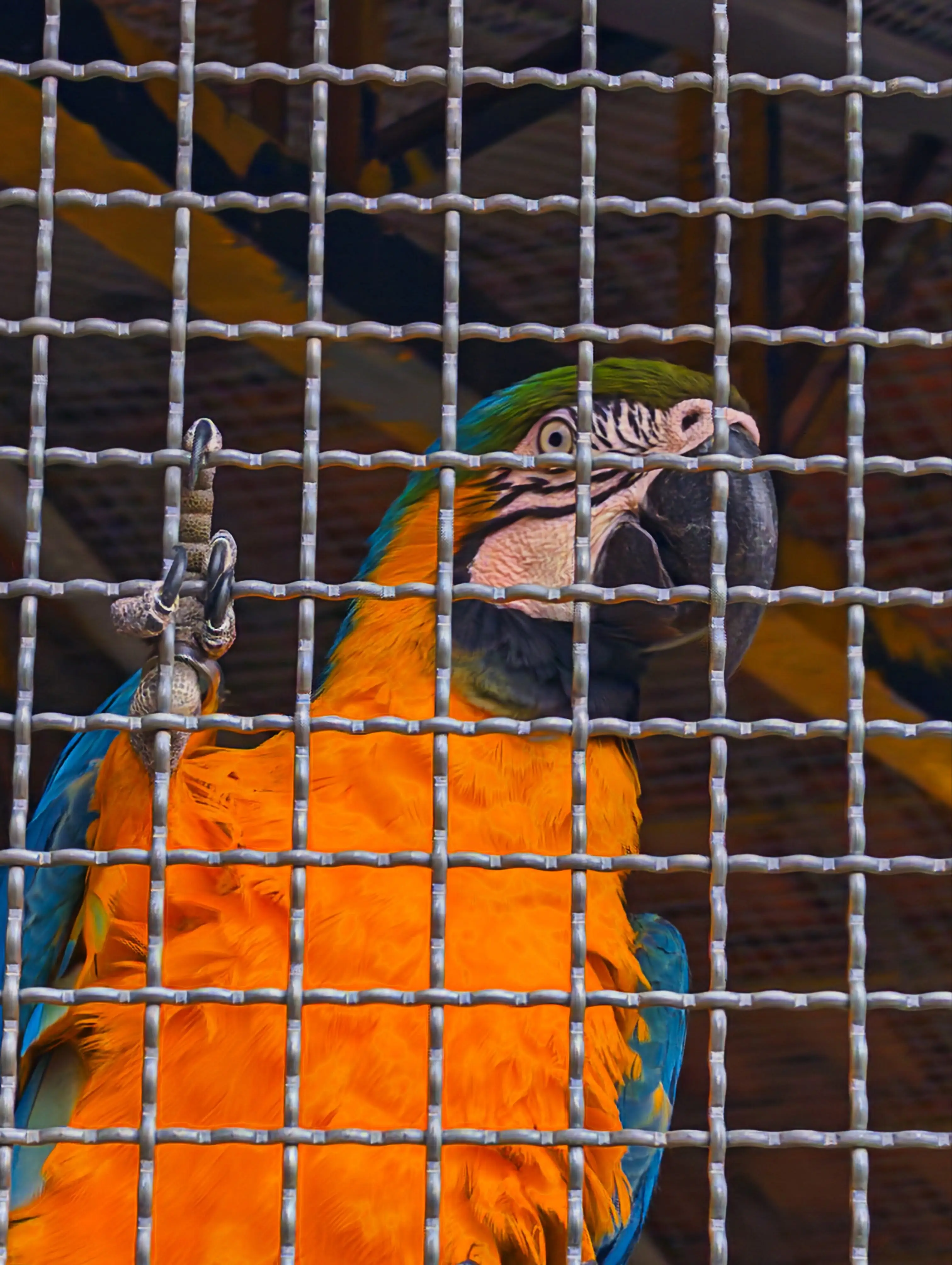 Arara colorida atrás de uma grade de metal em cativeiro.