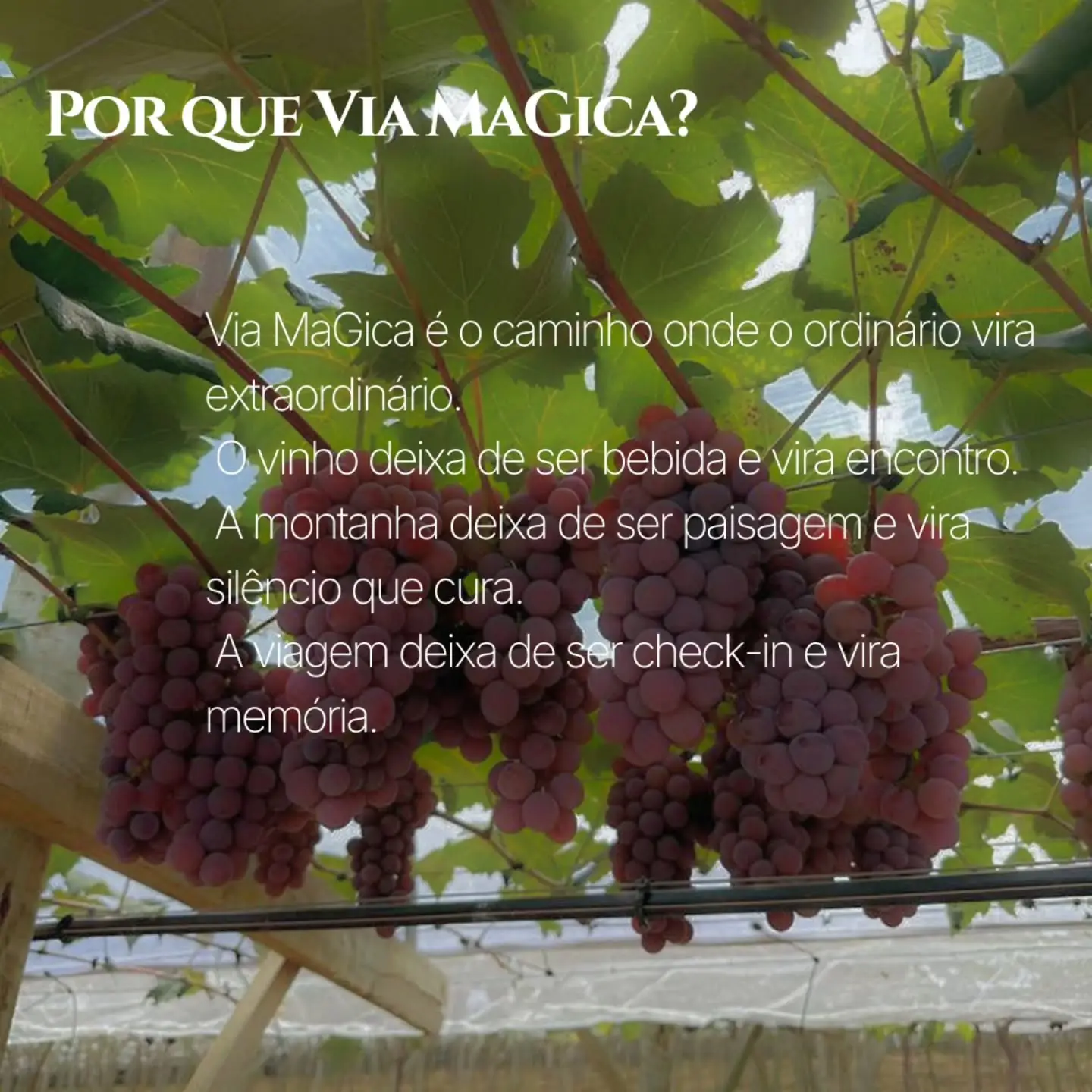 Videira com cachos de uvas maduras e texto sobre transformações poéticas da Via MaGica.