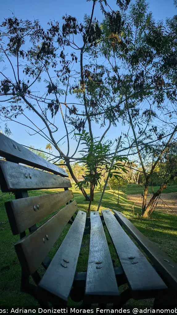 Banco de madeira vazio em parque com árvores ao fundo em um dia ensolarado.